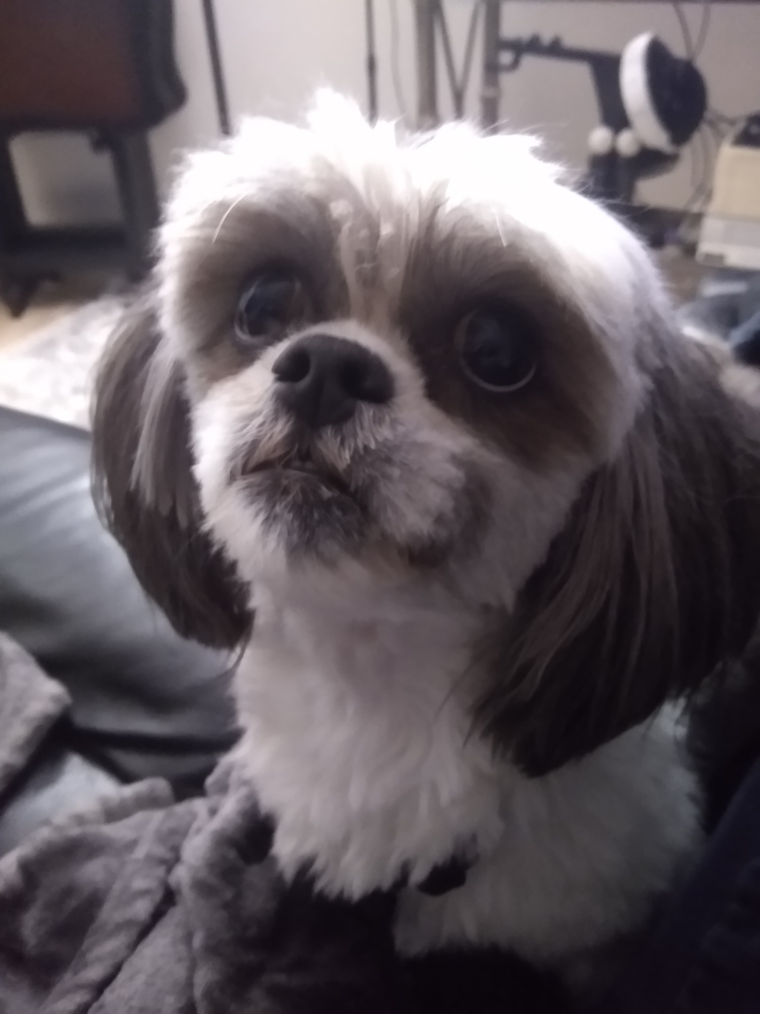 Daisy